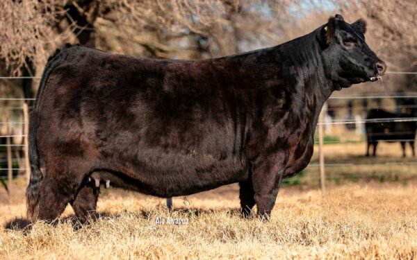 Lote 14 - FORJADORA 6936