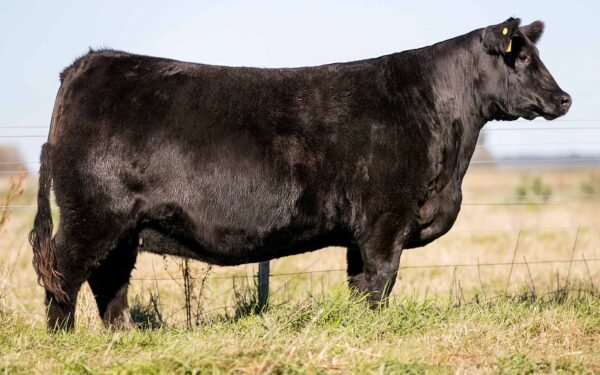 Lote 03 - HEIDI 7189