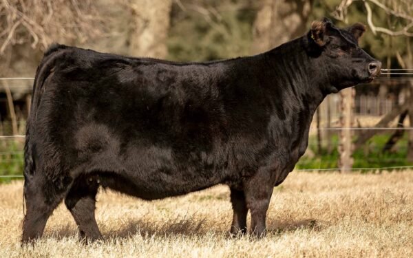 Lote 01 - BLACKCAP 8119