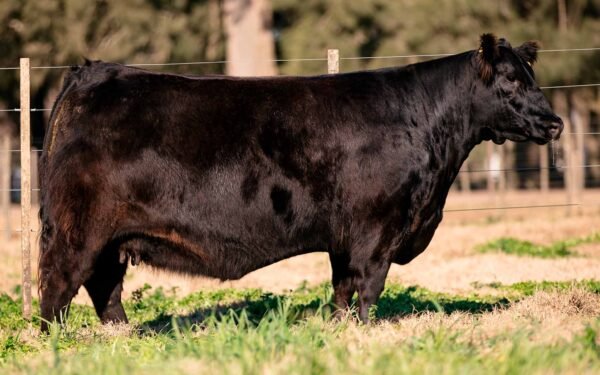 Lote 08 - VICKY 8186
