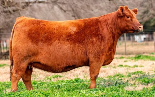 Lote 02 - FONTANA 8280