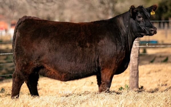 Lote 06 - HEIDI 8450